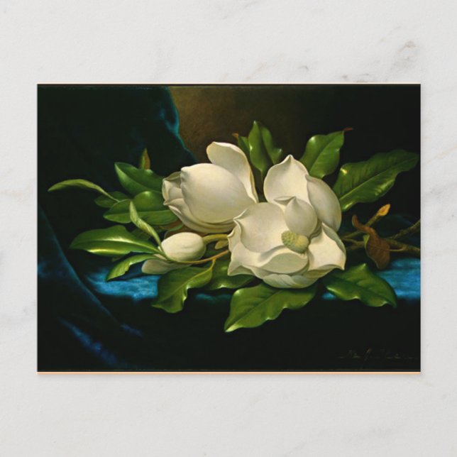 Giant Magnolia on a Blue Velvet Cloth Postcard (Front)