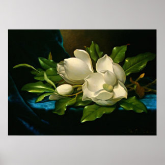 Giant Magnolia on a Blue Velvet Cloth Poster