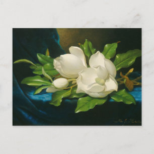 Giant Magnolias on a Blue Velvet Cloth, c.1890 (oi Postcard