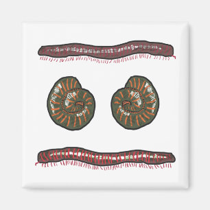Giant Millipede Magnet