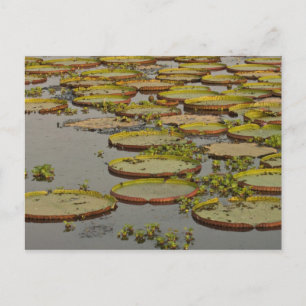 Giant or Victoria Lilies Victoria amazonica, Postcard