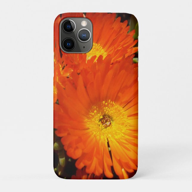 Giant Orange Daisies,   Case-Mate iPhone Case (Back)