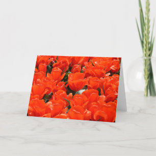 Giant orange tulips holiday card