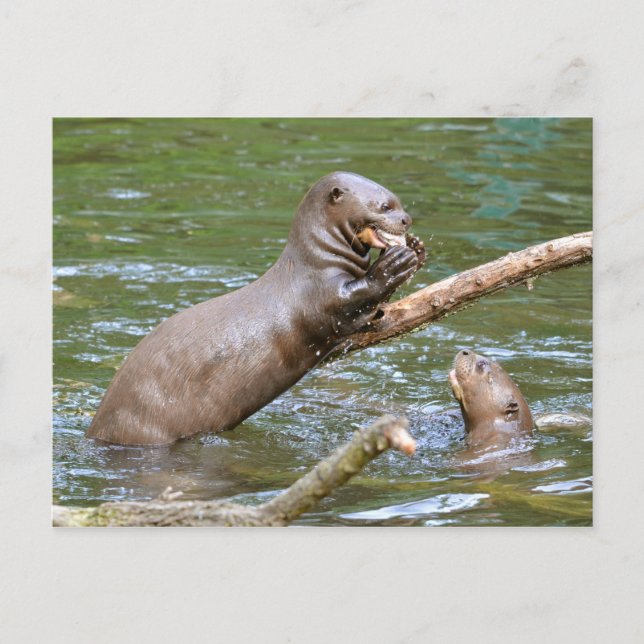 Giant otter eating a fish postcard (Front)