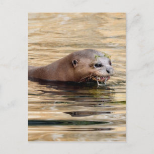 Giant otter swimming in water postcard