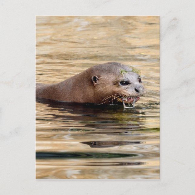 Giant otter swimming in water postcard (Front)