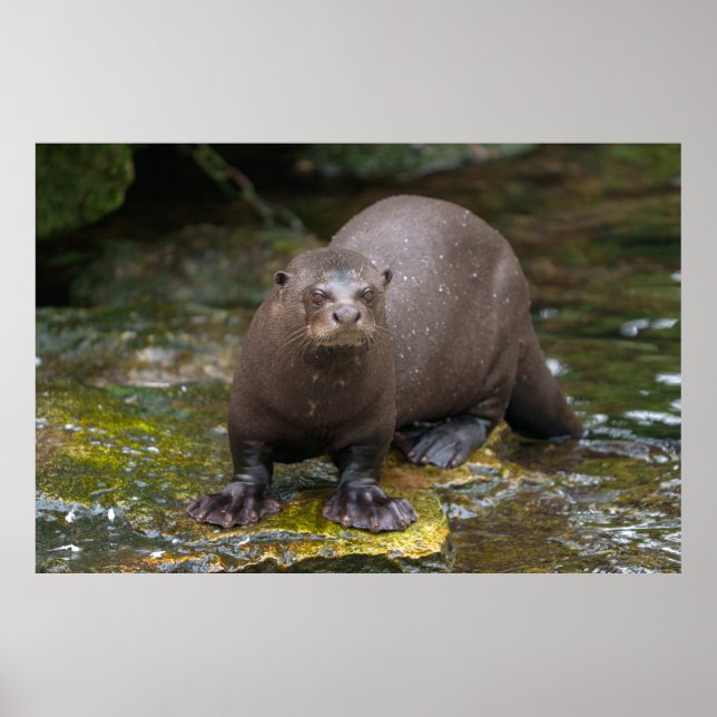 Giant Otter's Footprints Poster (Front)