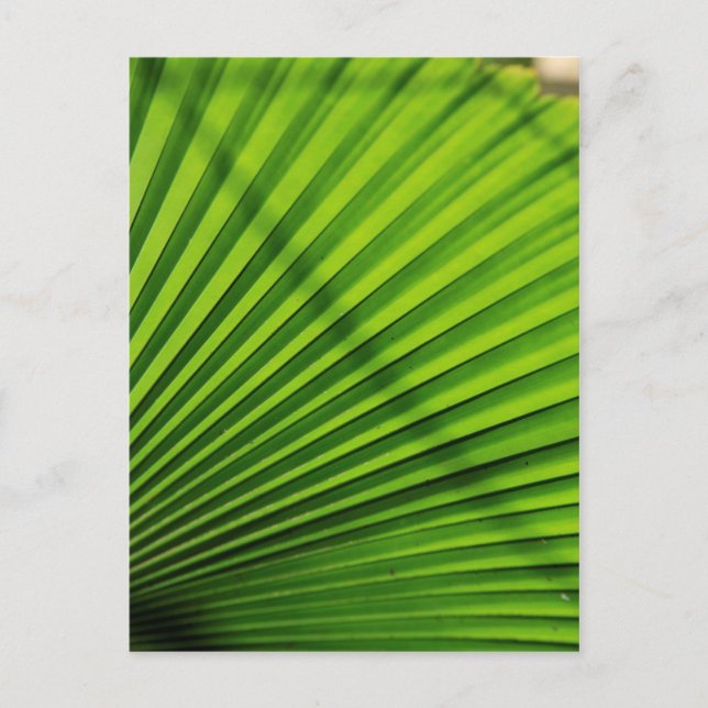 Giant Palm Leaf Pattern Postcard (Front)