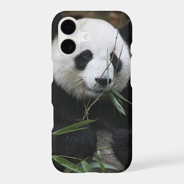 Giant panda (Back)