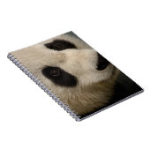 Giant panda (Ailuropoda melanoleuca) Family: 2 Notebook (Right Side)