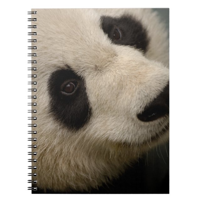 Giant panda (Ailuropoda melanoleuca) Family: 2 Notebook (Front)