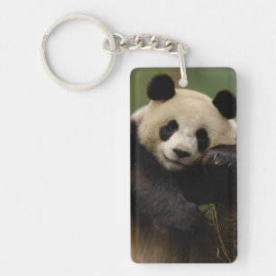 Giant panda Ailuropoda melanoleuca) Family Key Ring
