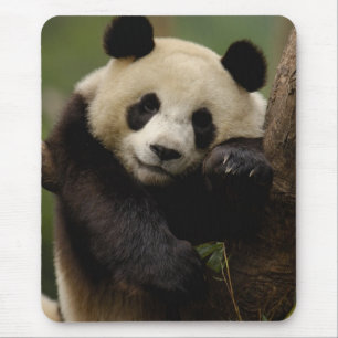 Giant panda Ailuropoda melanoleuca) Family Mouse Pad
