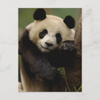 Giant panda Ailuropoda melanoleuca) Family