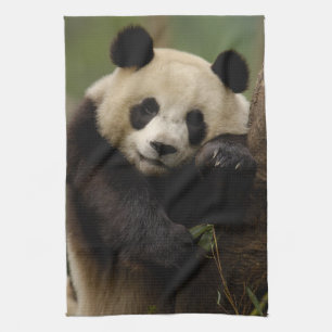 Giant panda Ailuropoda melanoleuca) Family Tea Towel