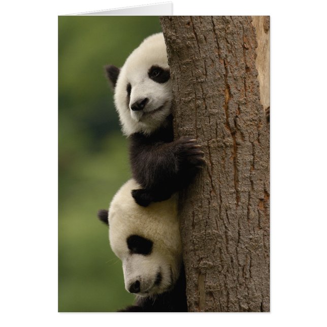 Giant panda babies Ailuropoda melanoleuca) (Front)