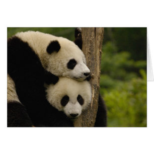 Giant panda babies Ailuropoda melanoleuca)