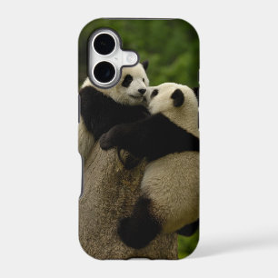 Giant panda babies (Ailuropoda melanoleuca)