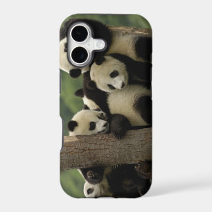 Giant panda babies Ailuropoda melanoleuca)