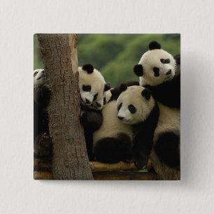 Giant panda babies Ailuropoda melanoleuca) 15 Cm Square Badge