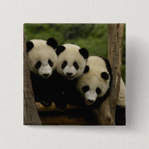 Giant panda babies Ailuropoda melanoleuca) 15 Cm Square Badge
