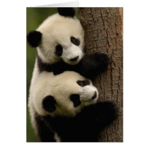 Giant panda babies (Ailuropoda melanoleuca) 2