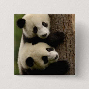 Giant panda babies (Ailuropoda melanoleuca) 2 15 Cm Square Badge