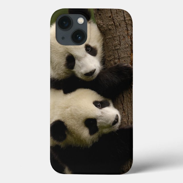 Giant panda babies (Ailuropoda melanoleuca) 2 Case-Mate iPhone Case (Back)