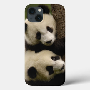 Giant panda babies (Ailuropoda melanoleuca) 2 iPhone 13 Case
