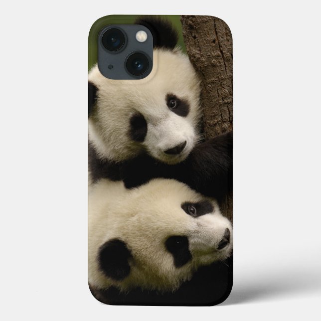 Giant panda babies (Ailuropoda melanoleuca) 2 Case-Mate iPhone Case (Back)