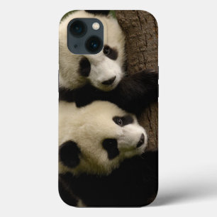 Giant panda babies (Ailuropoda melanoleuca) 2 iPhone 13 Case