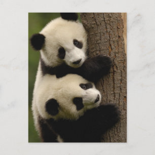Giant panda babies (Ailuropoda melanoleuca) 2 Postcard