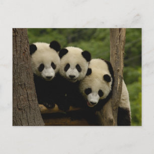 Giant panda babies Ailuropoda melanoleuca) 3 Postcard