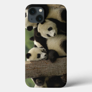 Giant panda babies Ailuropoda melanoleuca) 4 iPhone 13 Case