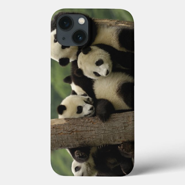 Giant panda babies Ailuropoda melanoleuca) 4 Case-Mate iPhone Case (Back)