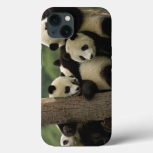 Giant panda babies Ailuropoda melanoleuca) 4 iPhone 13 Case