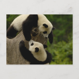 Giant panda babies (Ailuropoda melanoleuca) 5 Postcard