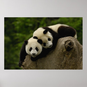 Giant panda babies Ailuropoda melanoleuca) 6 Poster