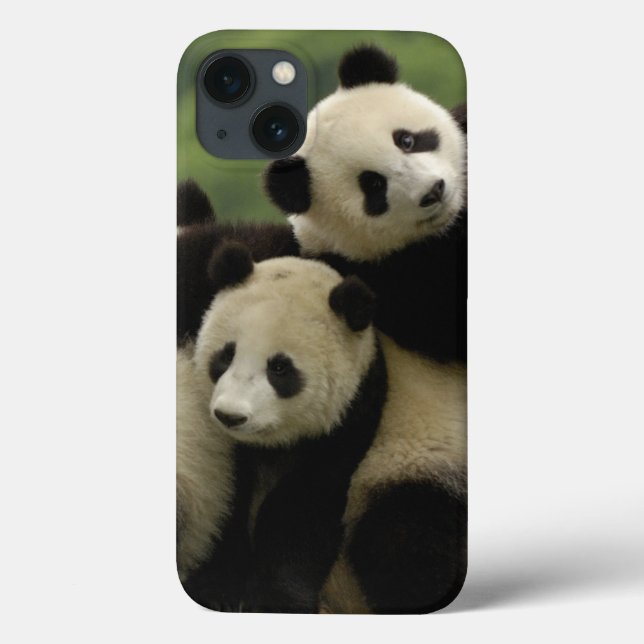 Giant panda babies Ailuropoda melanoleuca) Case-Mate iPhone Case (Back)