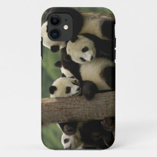 Giant panda babies Ailuropoda melanoleuca) Case-Mate iPhone Case