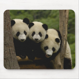 Giant panda babies Ailuropoda melanoleuca) Mouse Pad