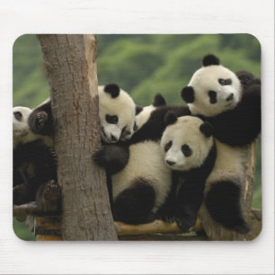 Giant panda babies Ailuropoda melanoleuca) Mouse Pad