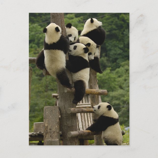 Giant panda babies Ailuropoda melanoleuca) Postcard (Front)