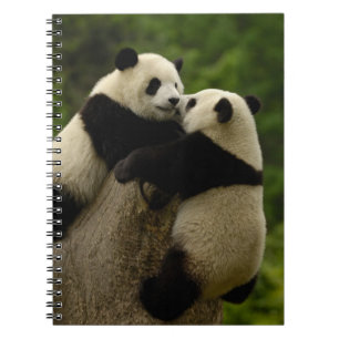 Giant panda babies (Ailuropoda melanoleuca) Spiral Notebook