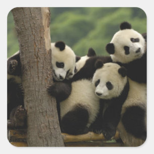 Giant panda babies Ailuropoda melanoleuca) Square Sticker