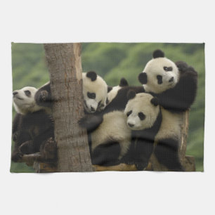 Giant panda babies Ailuropoda melanoleuca) Tea Towel