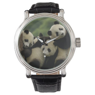 Giant panda babies Ailuropoda melanoleuca) Watch