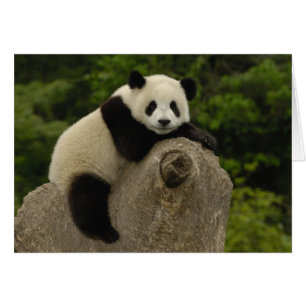 Giant panda baby