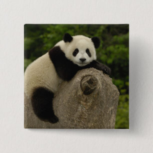 Giant panda baby 15 cm square badge