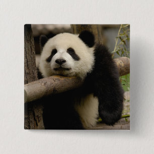 Giant panda baby Ailuropoda melanoleuca) 15 Cm Square Badge